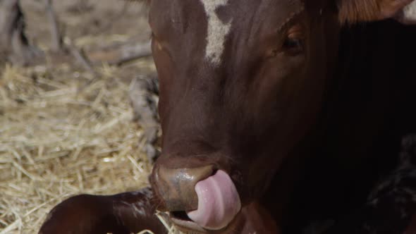 Watusi close up on bovine animal mouth and nose