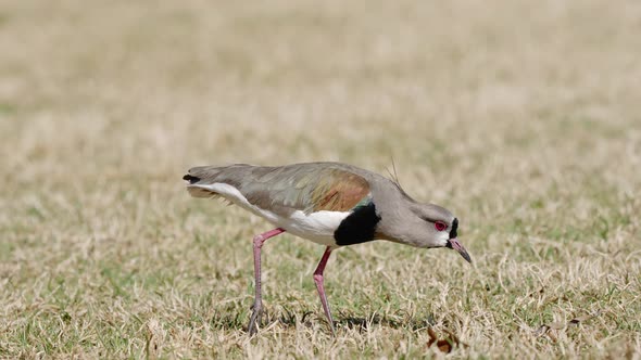 Conspicuous lapwing foraging in grass, eats worm it pulls from ground