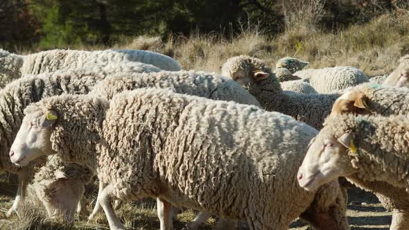 Farm Sheep Pass By Camera