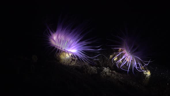 Fluorescent pink sea anemone. Two fluorescent pink sea anemones at night.