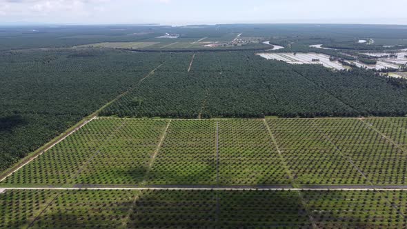 Aerial view young and mature oil palm tree