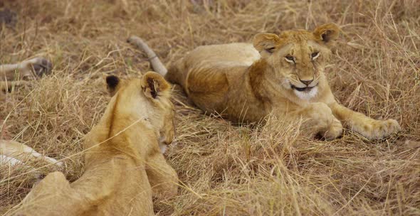 Two lions sitting in the savanna