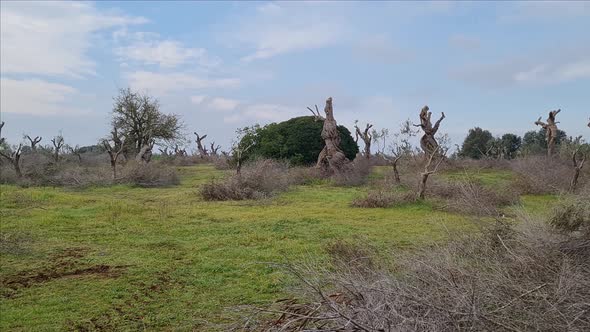 Pruned olive threes landscape in South Italy