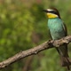 European Beeeater or Merops Apiaster - VideoHive Item for Sale
