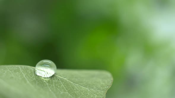 Close up of a Water Droplet drop on  a Green Fresh Leaf