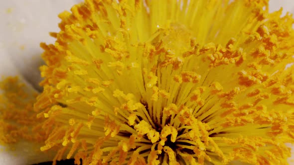 Macro shot of a Matilija Poppy over a black background