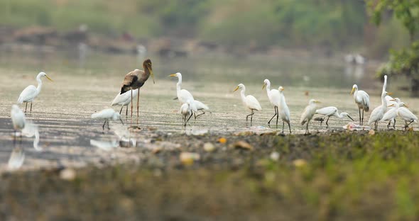 On a late evening a big flock of Egrets little, median and large feed on the river joined by a sub a