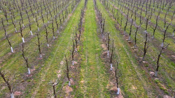 Flight Over the Garden of Young Fruit Trees in Early Spring