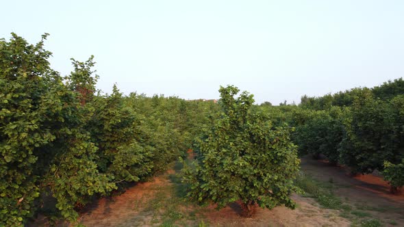 Hazelnuts Agriculture Cultivation