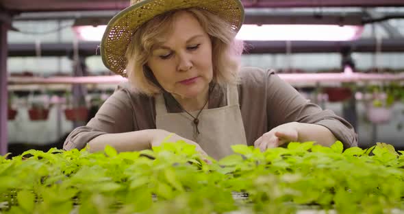 Close-up Portrait of Senior Caucasian Woman in Straw Hat Checking Growth If Plants in Hothouse