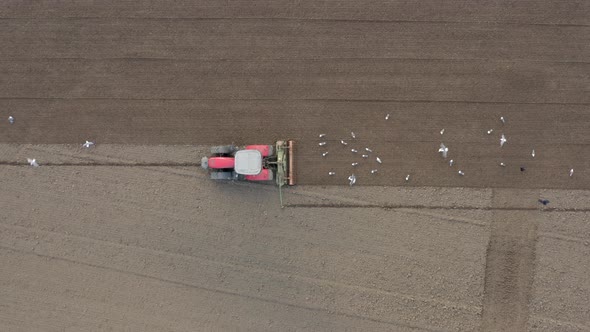 A Tractor Plowing a Field is Swarmed by Birds Before Seed Drilling