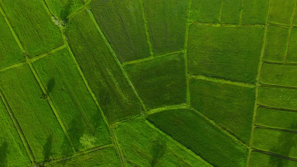 Aerial view top view field green background