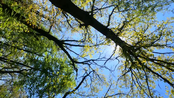 Vertical Video of the Forest in the Spring on a Sunny Day