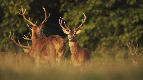 Herd of Male Red Deer Stags (cervus elaphus) during deer rut at sunset in beautiful golden sun light