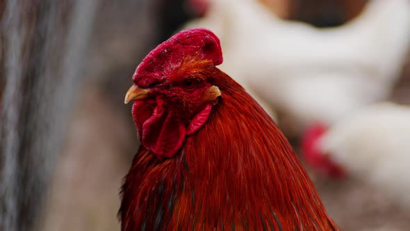 Side View of Bright Red Rooster with Brown Plumage and Pointed Beak Standing on Blurred Background