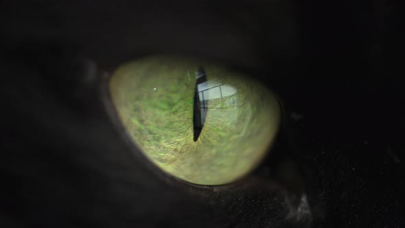 Extreme Closeup of a Green Eye of a Black Cat