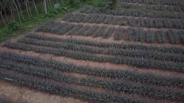 View From Above Of Growing Pineapple Crops In Rural Farm In Phuket, Thailand. aerial