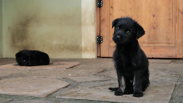 Cute black puppy turning its head quizzically