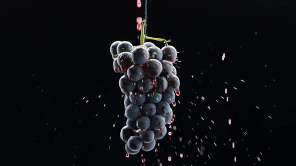 Fresh Black Grapes Rotation on Isolated Black Background on Super Slow Motion