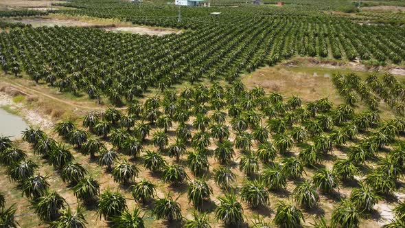 Massive green plantation of dragonfruit, aerial drone angle view
