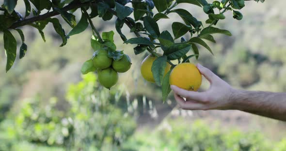 Hand Picking an Orange Bergamot in Calabria Countryside