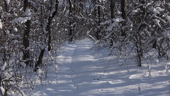 A beautiful walk through the winter forest. Trees, branches and bushes in the snow.