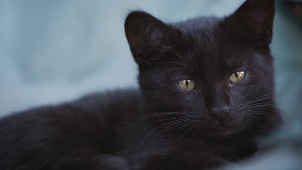 homeless black kitten. portrait. close-up. folding chair