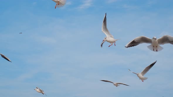 Seagulls and Albatrosses Soar in the Sky in Slow Motion and Scream Close Up Video of the Flying