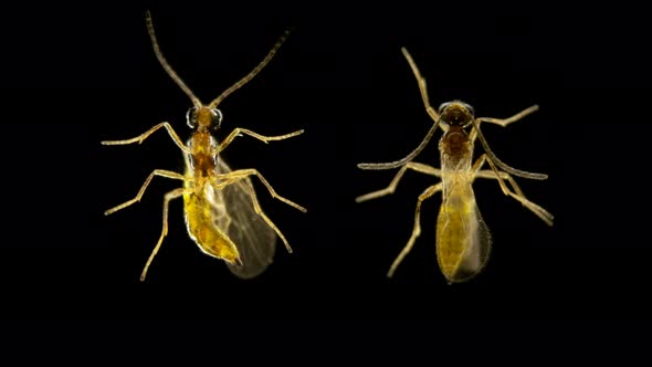 Insect Midge Simuliidae Under a Microscope