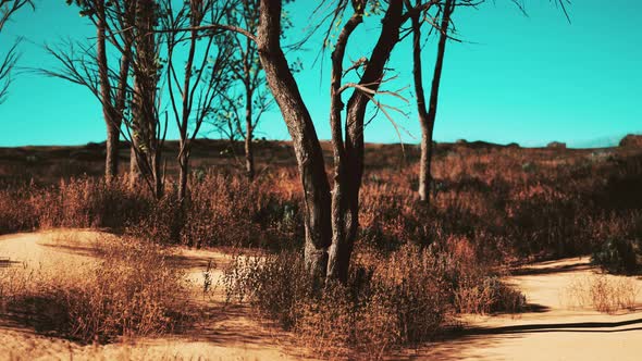 Natural Area with a Tree Grasses and Bare Sand