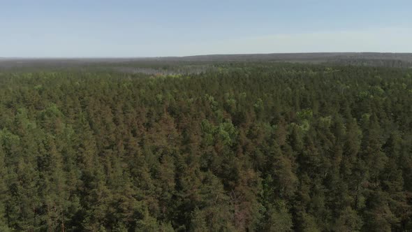 Bird's Eye View of Beautiful Green Forest Aerial Shot. Aerial View . The Camera Flies Forward Over