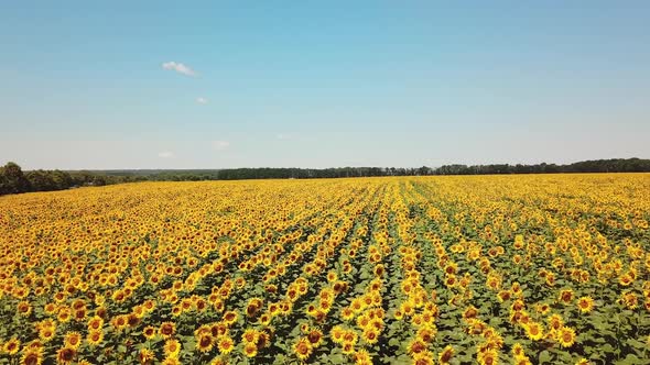 Movement of amazing sunflower fields and meadow under the blue sky in summer.