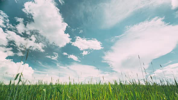 Countryside Rural Field Landscape With Young Green Wheat Sprouts In Spring Springtime Summer Cloudy