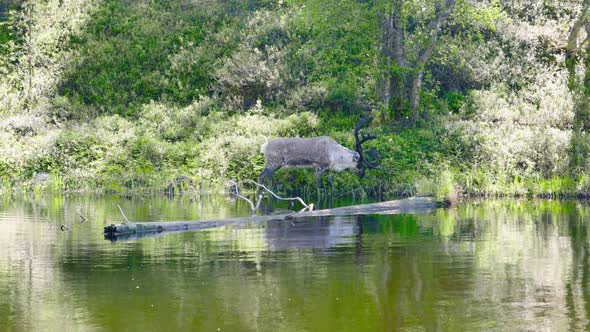 Lone reindeer eats from bush by shore, fallen tree in still water