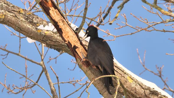 Black Woodpecker using its bill to dig for insects in a tree