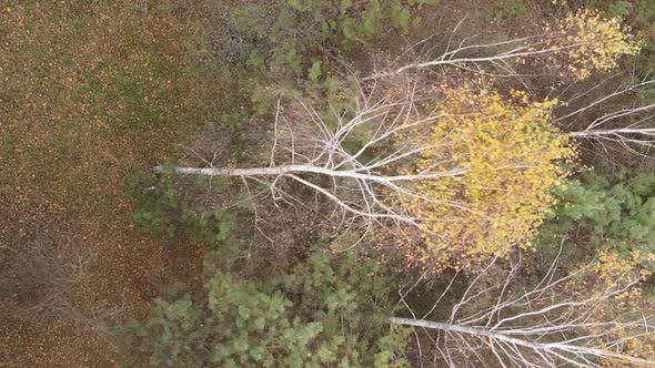 Vertical Video of an Autumn Forest During the Day in Ukraine