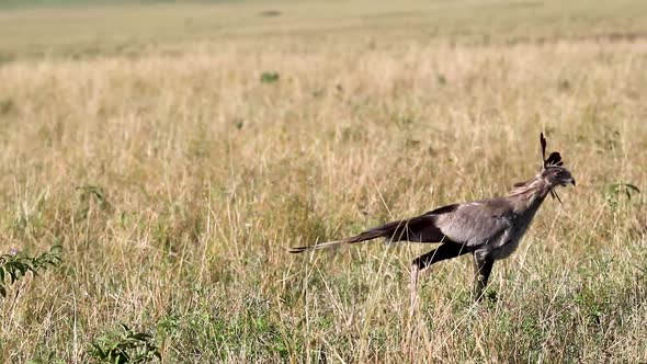 Secretary Bird Walking Through Africa Field