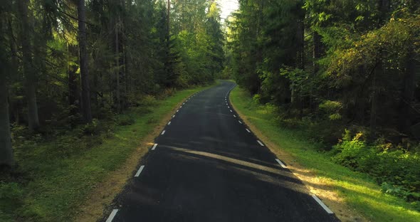 Curvy Asphalt Country Road in Green Sunny Wild Forest Moving Backwards