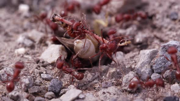 Swarm of fire ants attacking grasshopper.