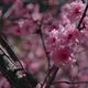 Cherry Blossom - VideoHive Item for Sale