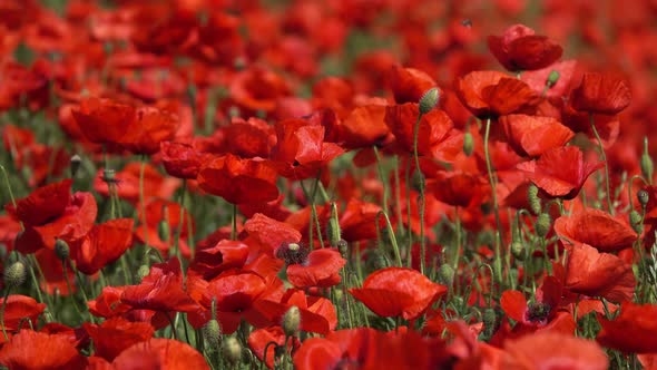 Red Poppy Flowers at Summer Time Close-up