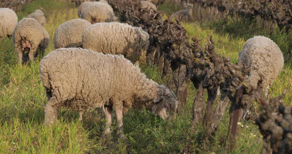 Domestic sheeps ( merinos d Arles), grazing in the vineyards, Occitanie, France