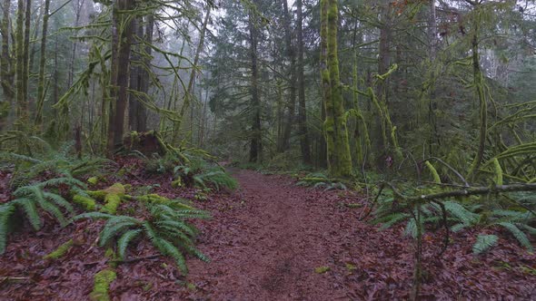 Rain Forest in British Columbia Canada