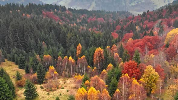 Autumn Concept. Aerial Shot of Multi-colored Coniferous Pine Trees in Autumn Misty Mountains