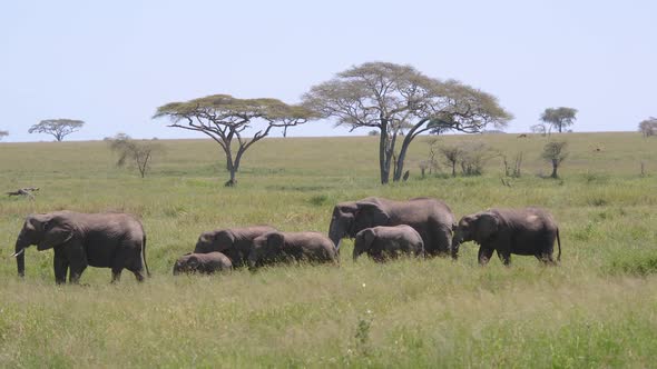 Large Herd Of Wild Elephants With Baby Walking On Grassland In African Savannah