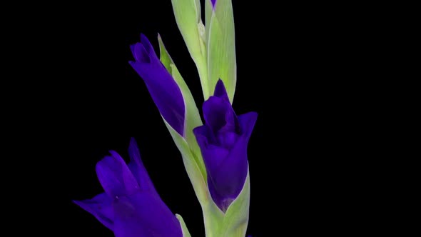 Time-lapse of opening purple gladiolus flower