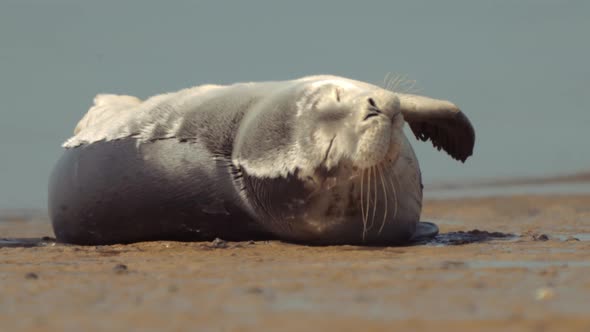 Baby Seal Resting By The Shore In Summertime. Close Up