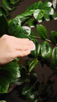 Close-up of a woman's hand wiping the leaves of a Zamioculcas plant. Camera movement from right to l