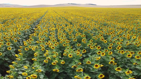 Aerial View of the sunflowers