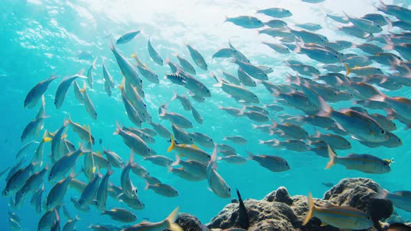 School of Fish Swim Underwater in the Sea